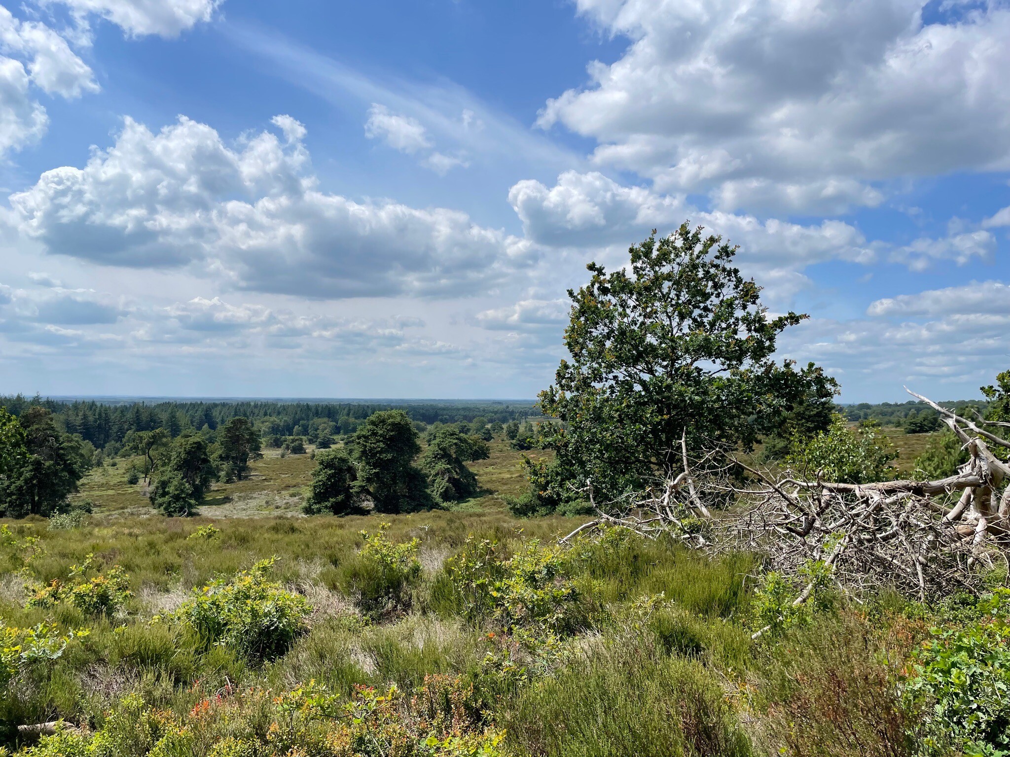 De Sallandse Heuvelrug