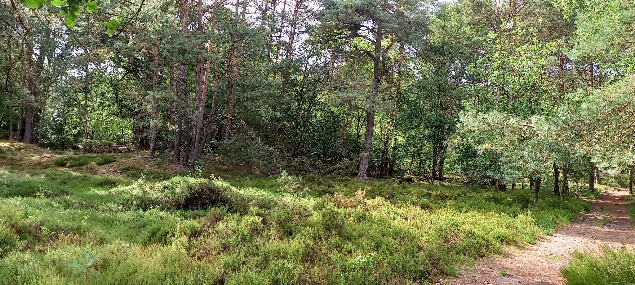 Dwingelderveld