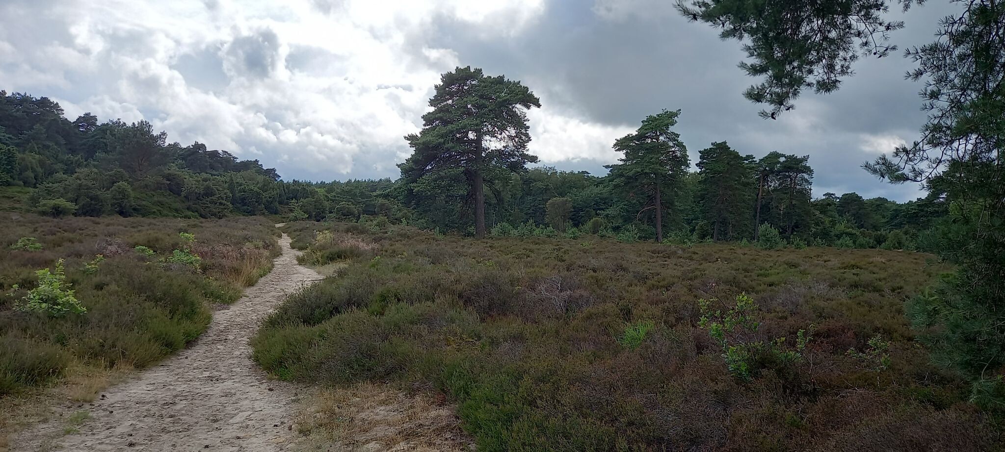 Dwingelderveld