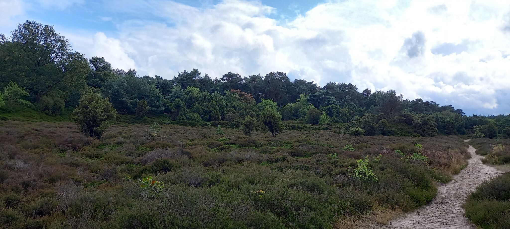 Dwingelderveld
