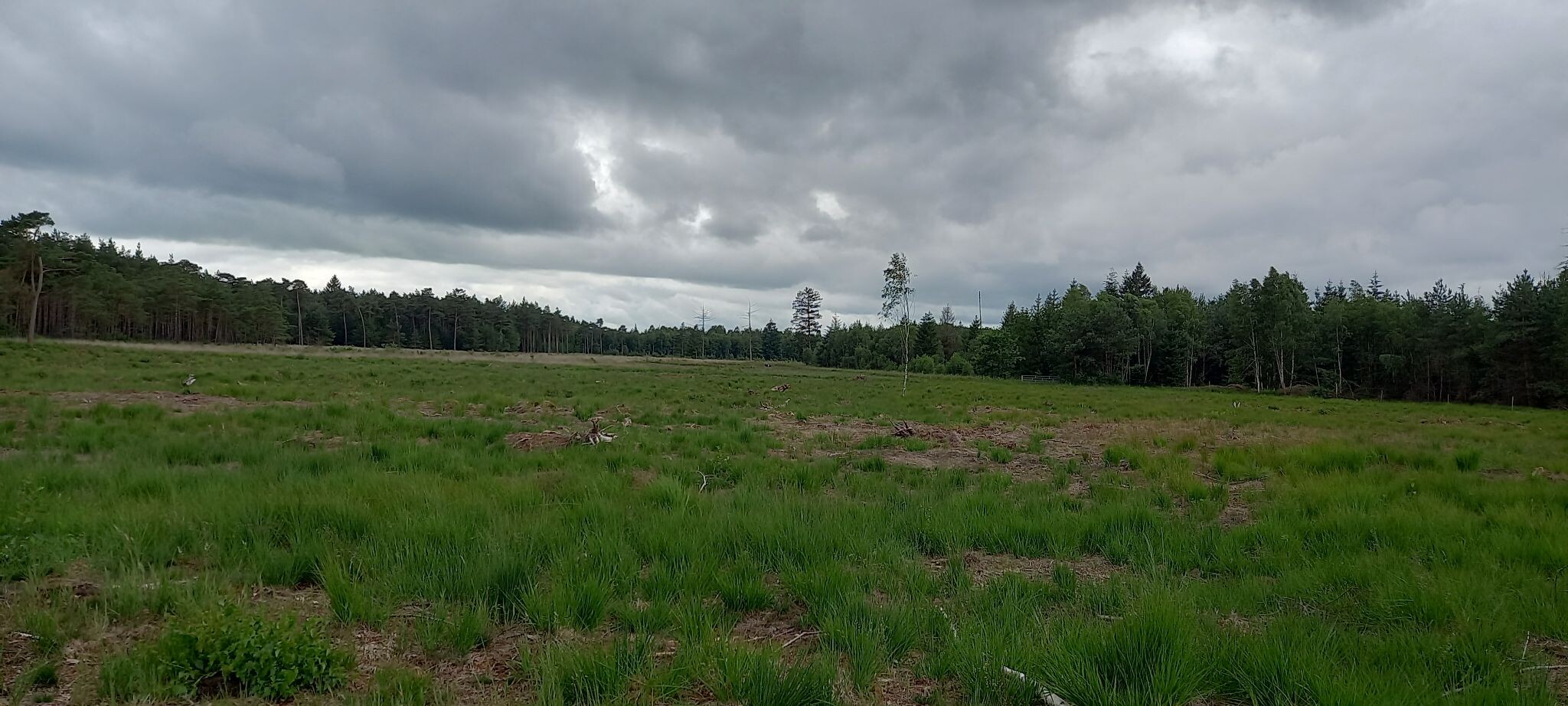 Dwingelderveld
