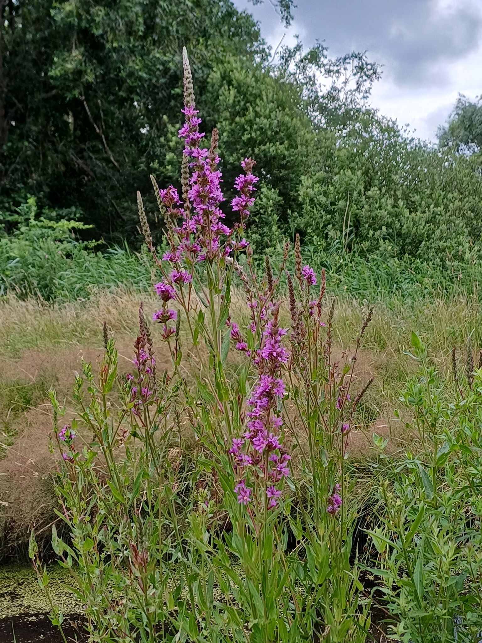 Pauzewandeling 3
