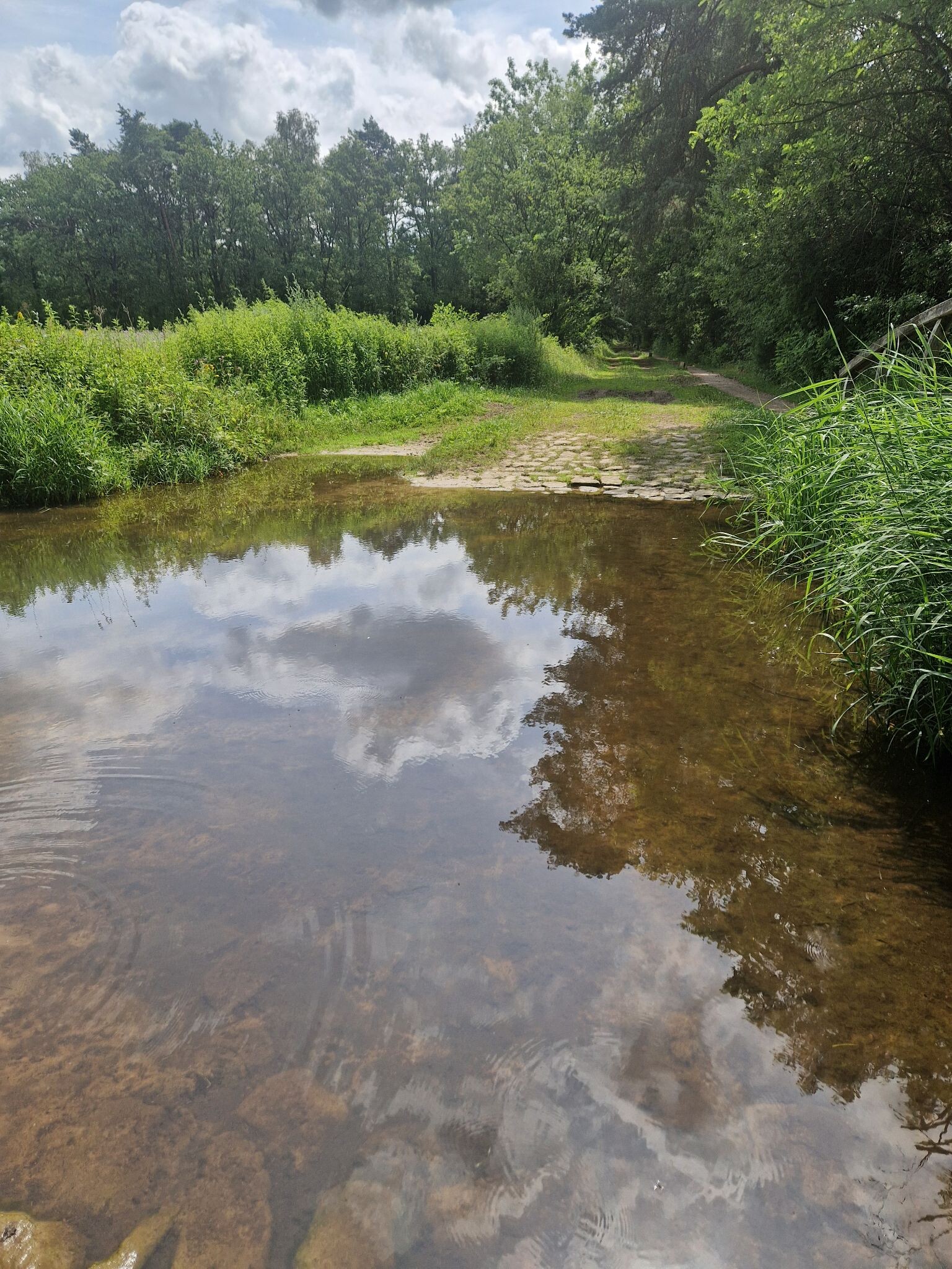 Lankheet - Groen