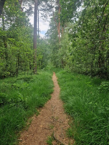Lankheet - Groen