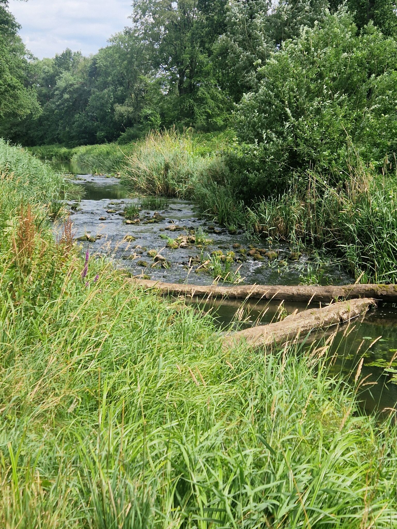 Lankheet - Groen