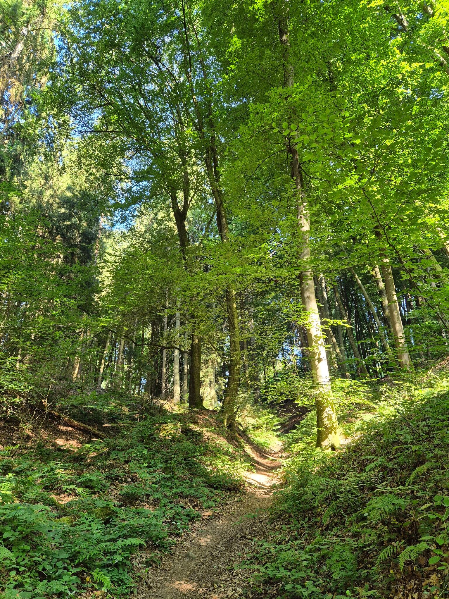 Mullerthal Trail
