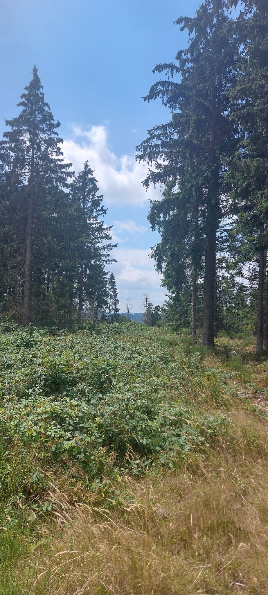 Naturpark Hohes Venn-Eifel