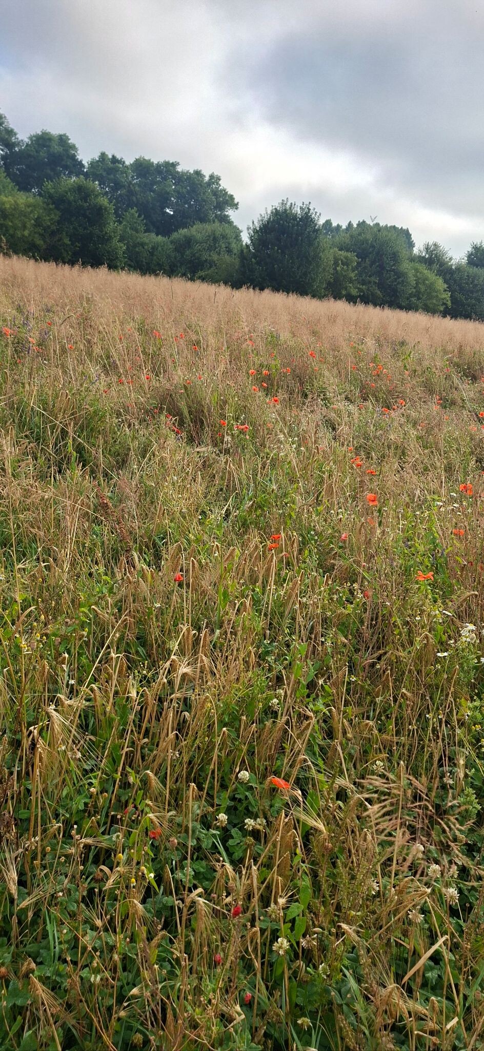Oud Ederveen