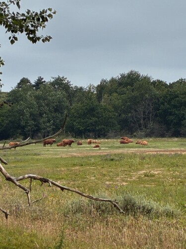 Weid van Brasser (duinroute van PWN, rode driehoek)