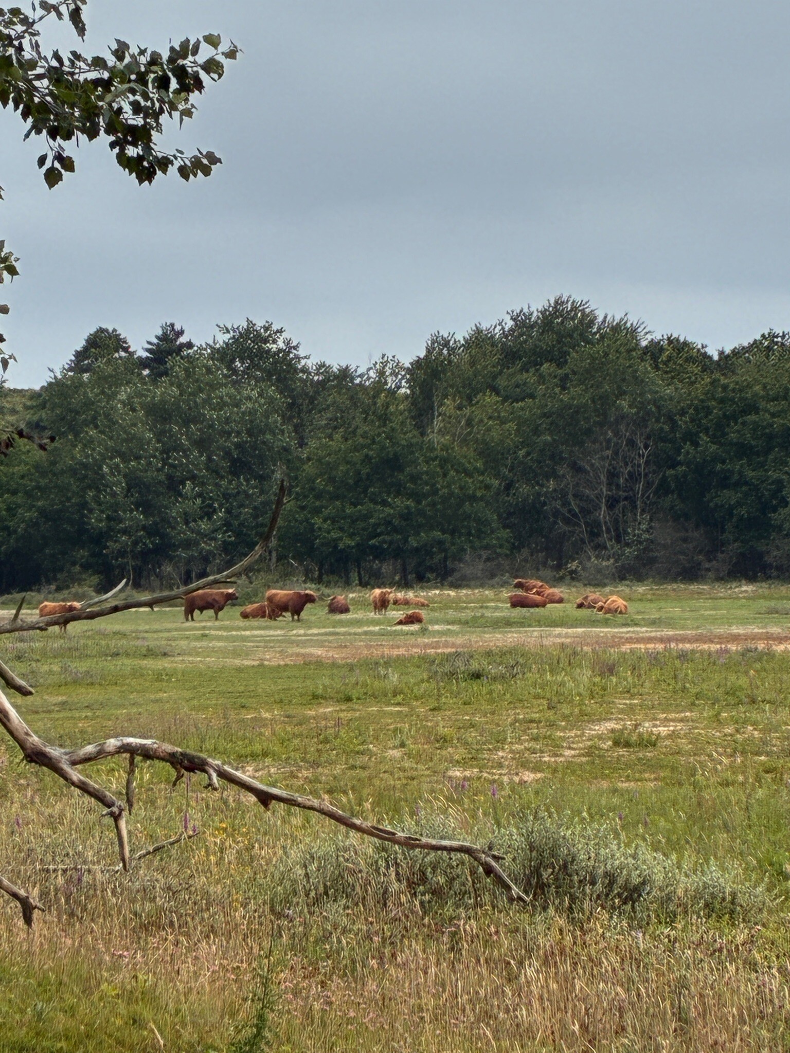 Weid van Brasser (duinroute van PWN, rode driehoek)