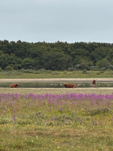 Weid van Brasser (duinroute van PWN, rode driehoek)