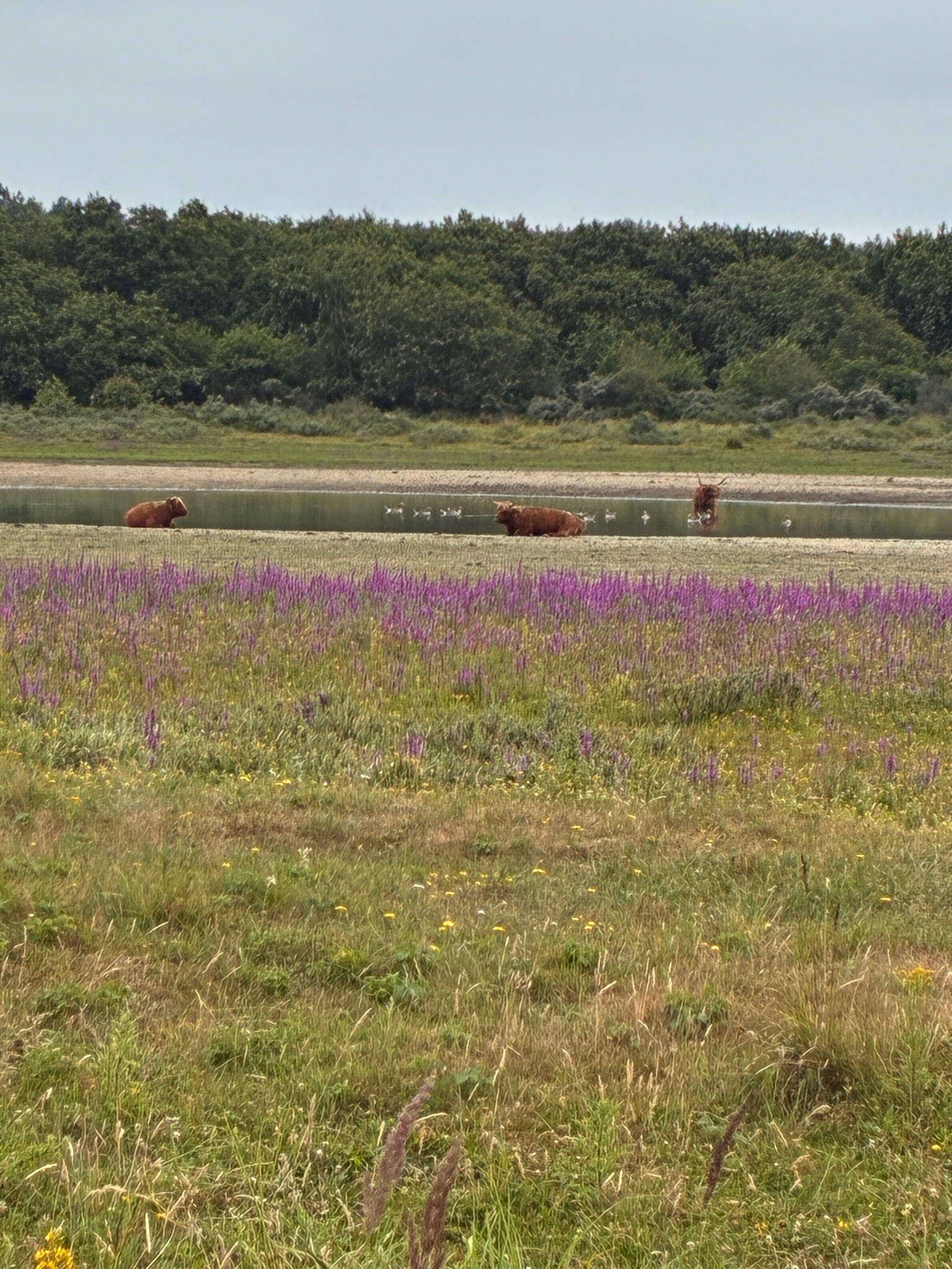 Weid van Brasser (duinroute van PWN, rode driehoek)
