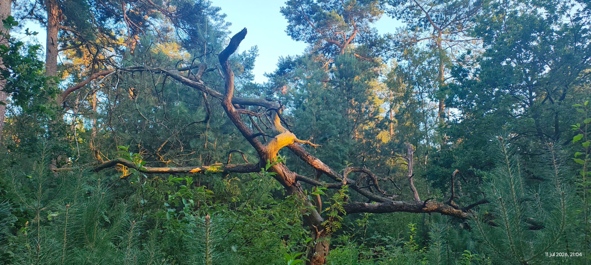 Leersum - Amerongen · Utrechtse Mountain Trail etappe 7