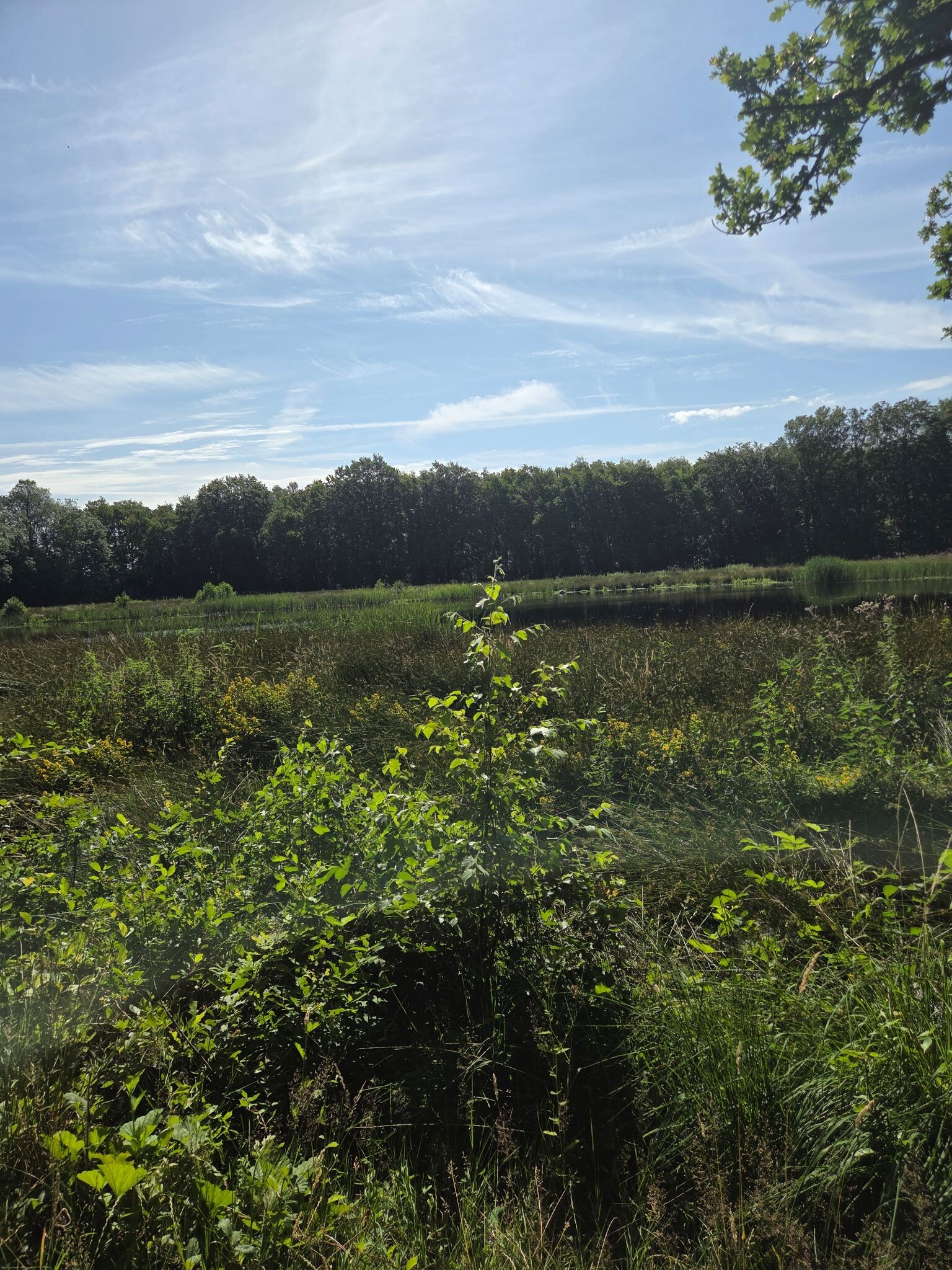 Knopenroute Bakkeveen