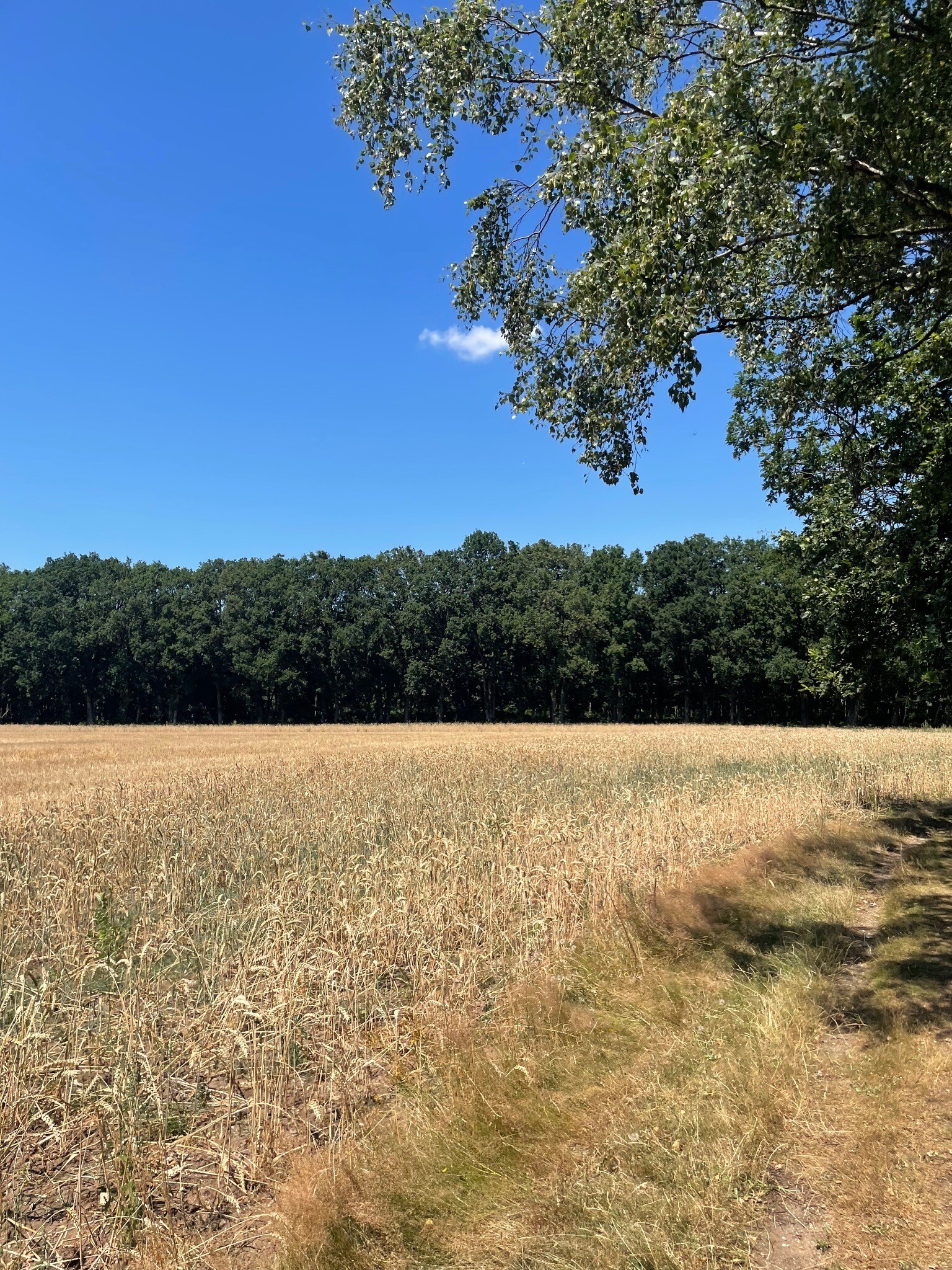Rhenen