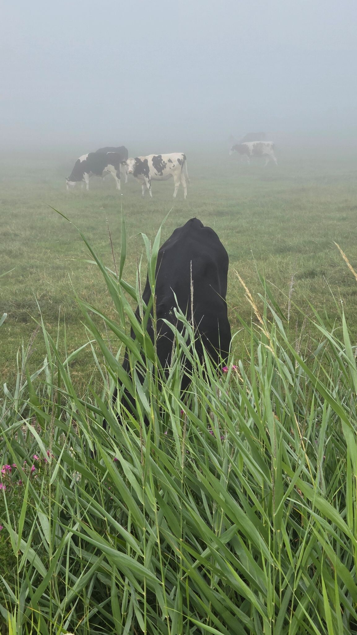 In duizend jaar oude voetsporen
