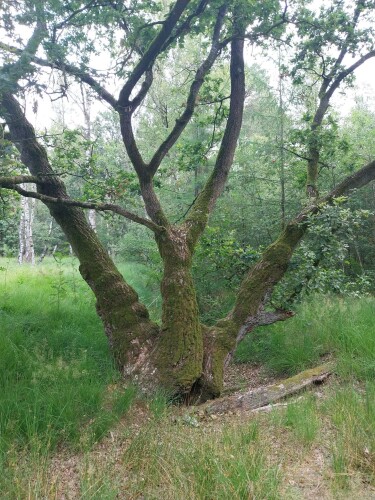 Fuut en uil wandeling