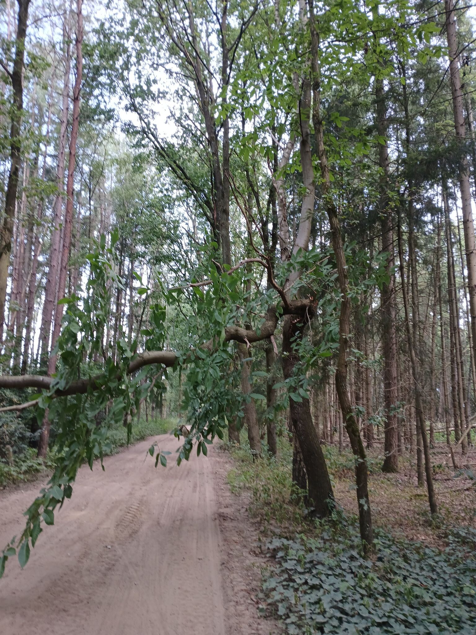 Mooie wandeling netevallei en prinsenpark