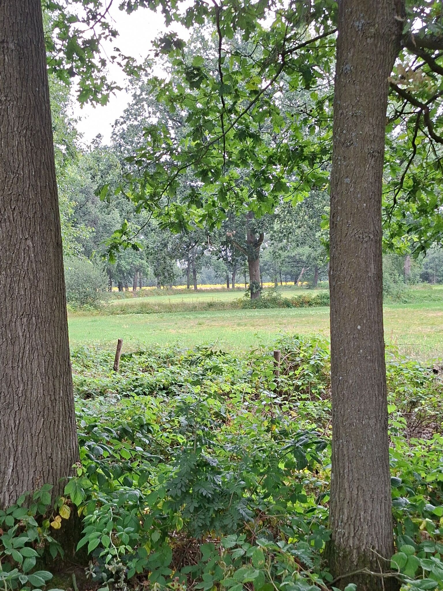 Wandelroute Logtsevelden aan de rand van de Kampina