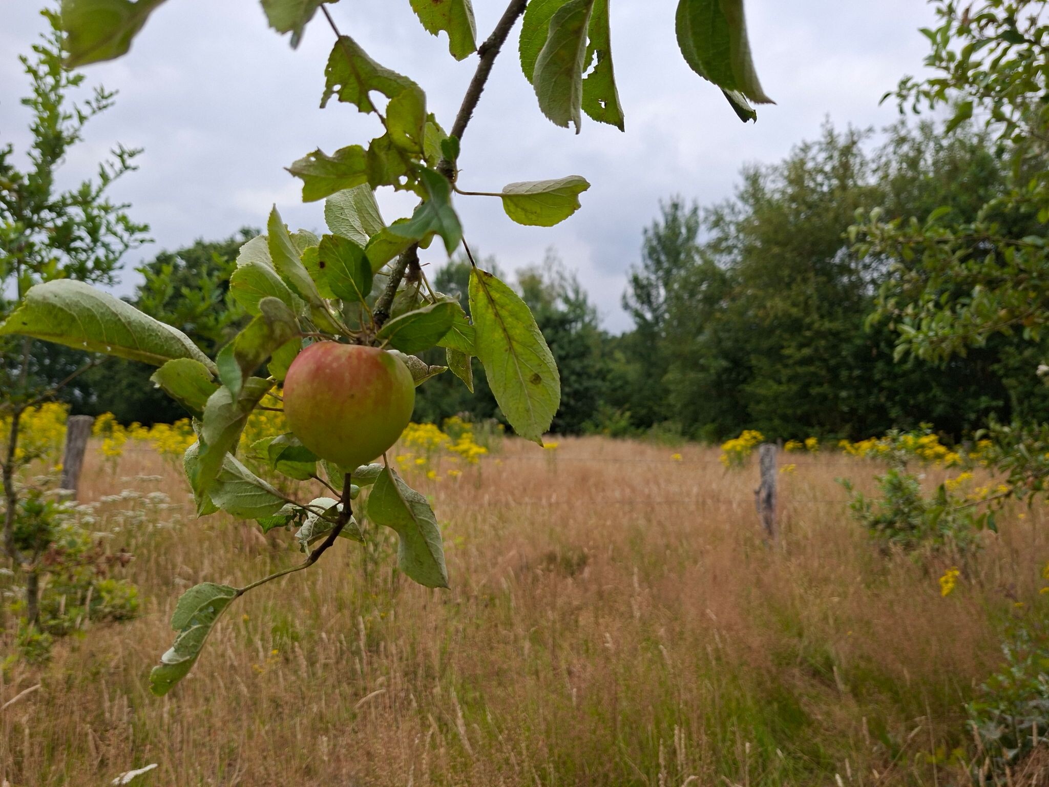 Wandelroute Logtsevelden aan de rand van de Kampina