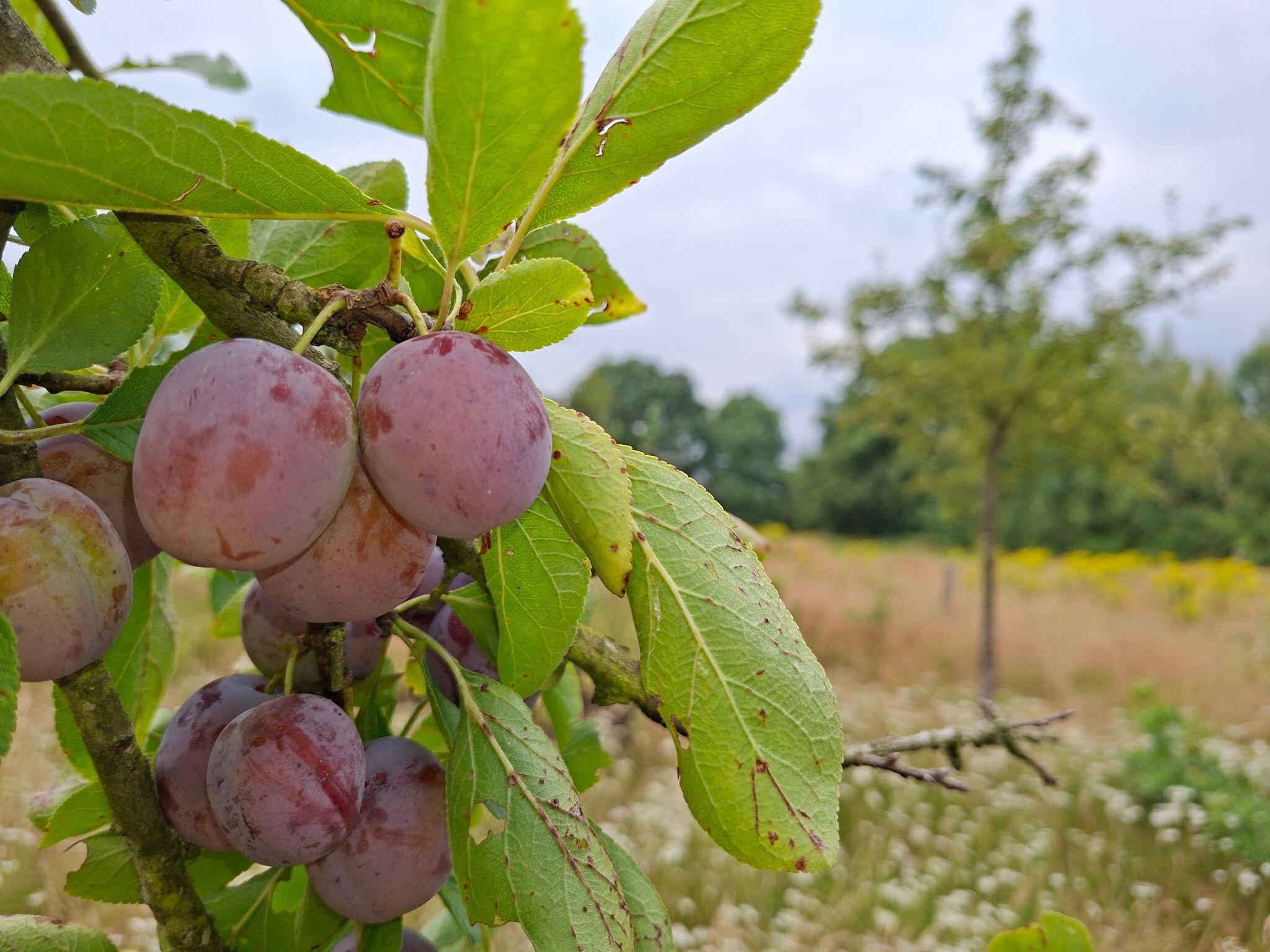 Wandelroute Logtsevelden aan de rand van de Kampina
