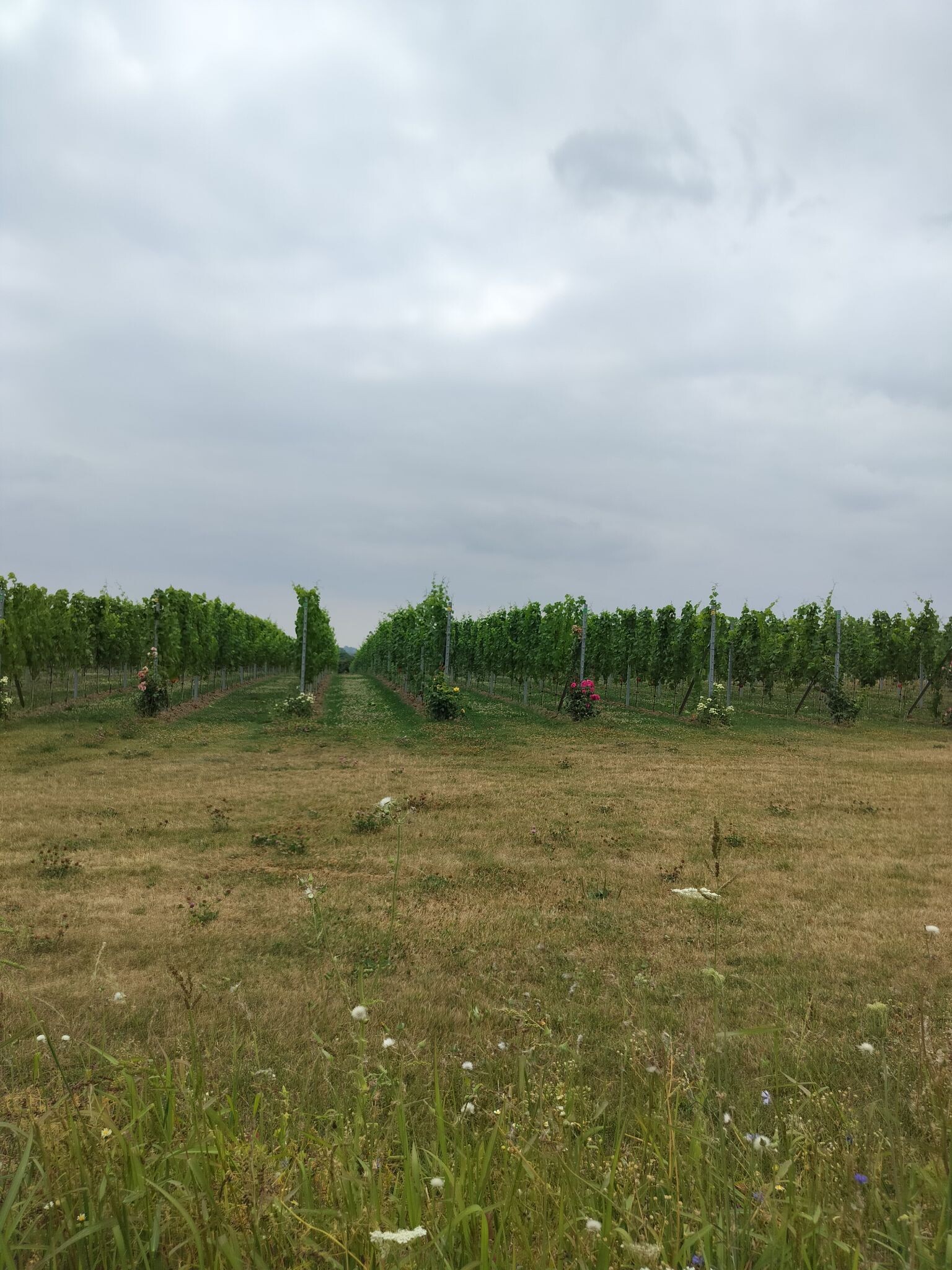 Glazuurwandeling