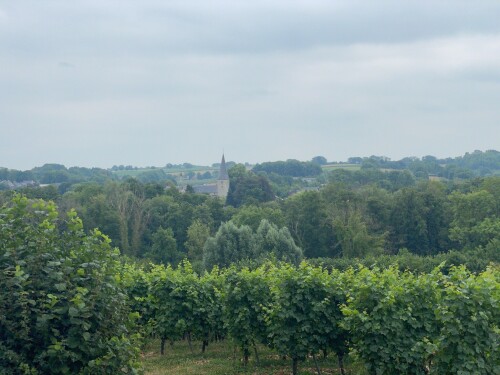 Wijngaarden wandeling Noorbeek Vi2