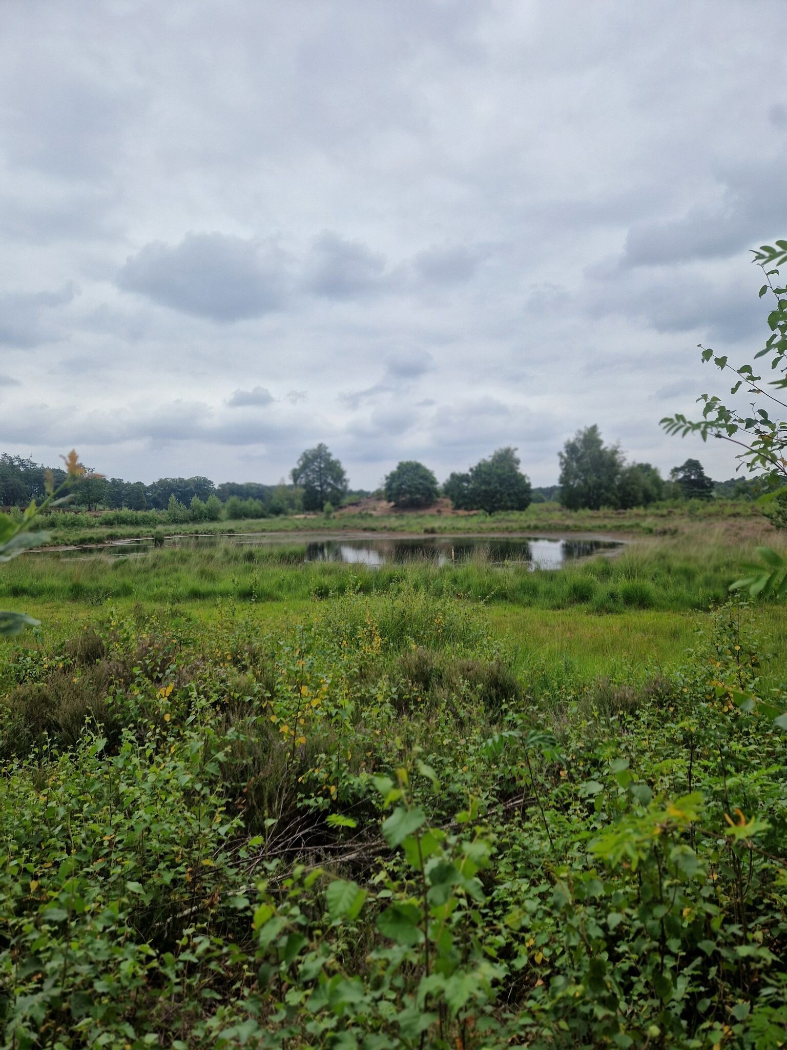 Wandelroute  Hatertse Vennen (geel)