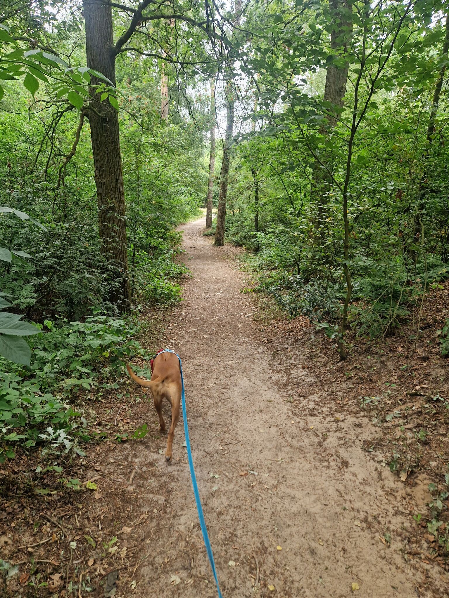 Wandelroute  Hatertse Vennen (geel)