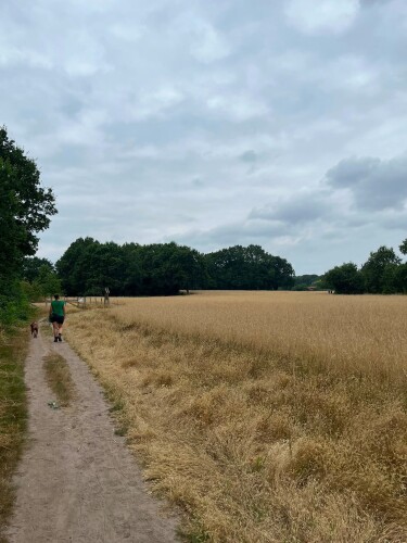 Wandelroute  Hatertse Vennen (geel)
