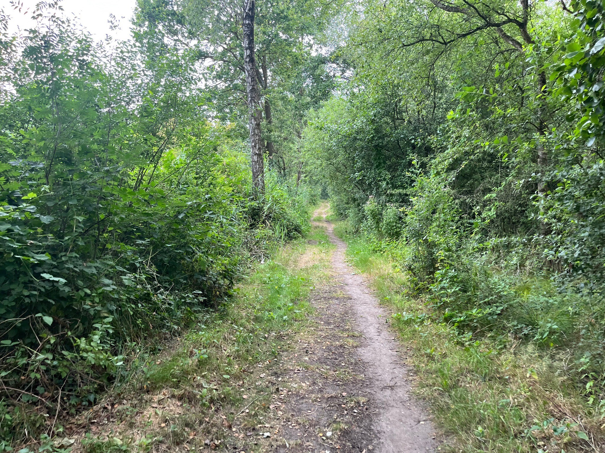 Trekvogelpad