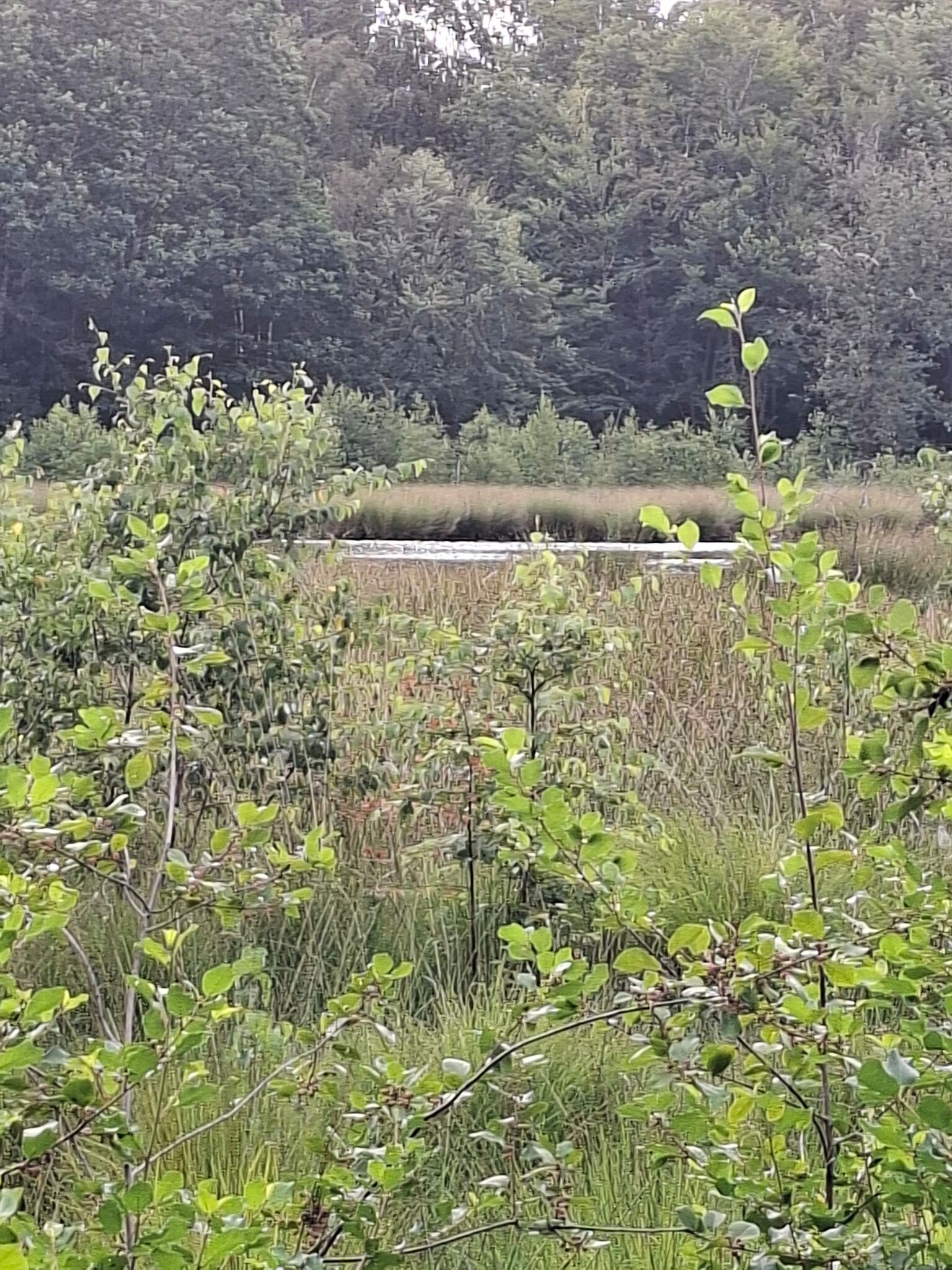 Schoonoord