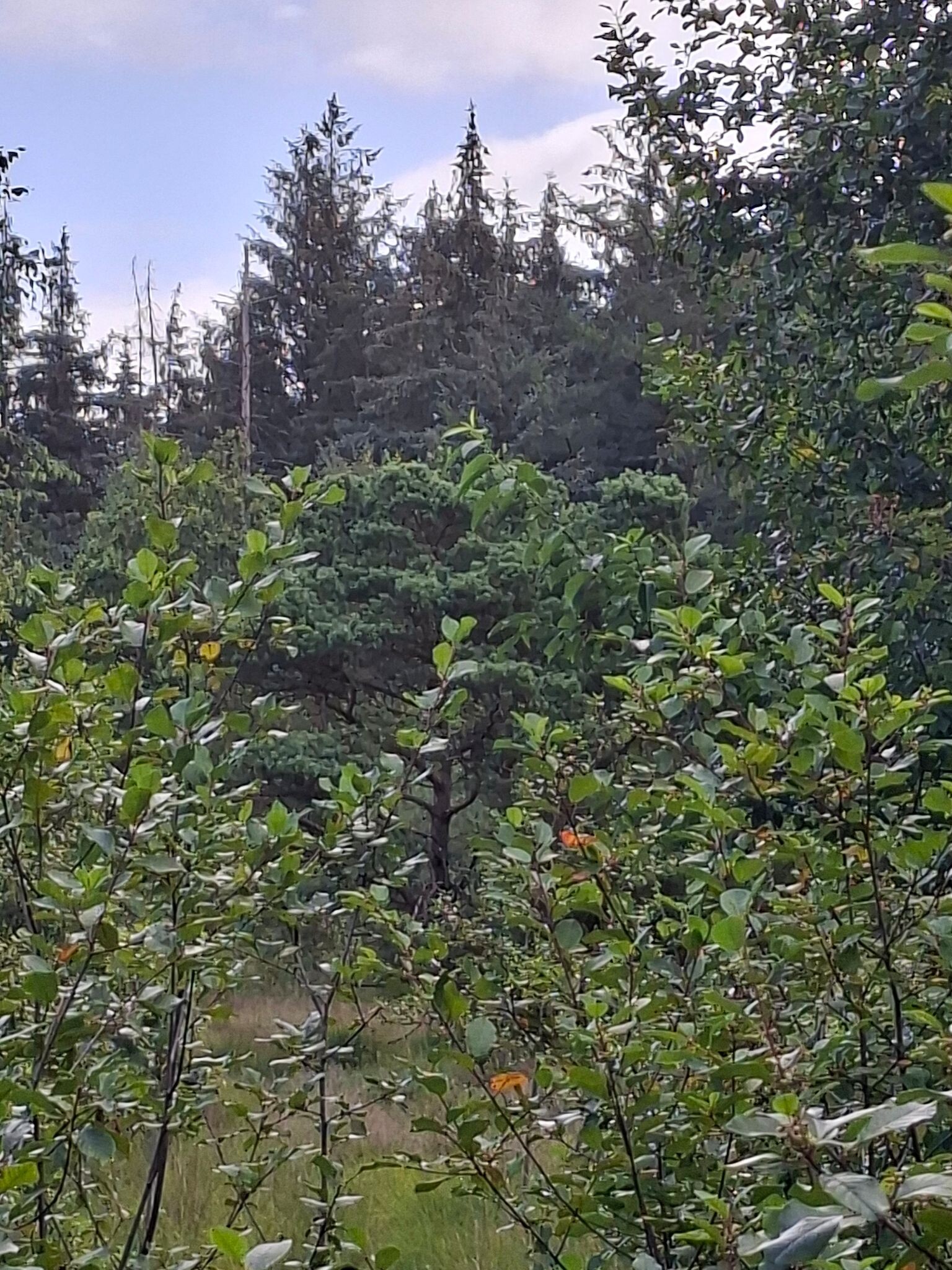 Schoonoord