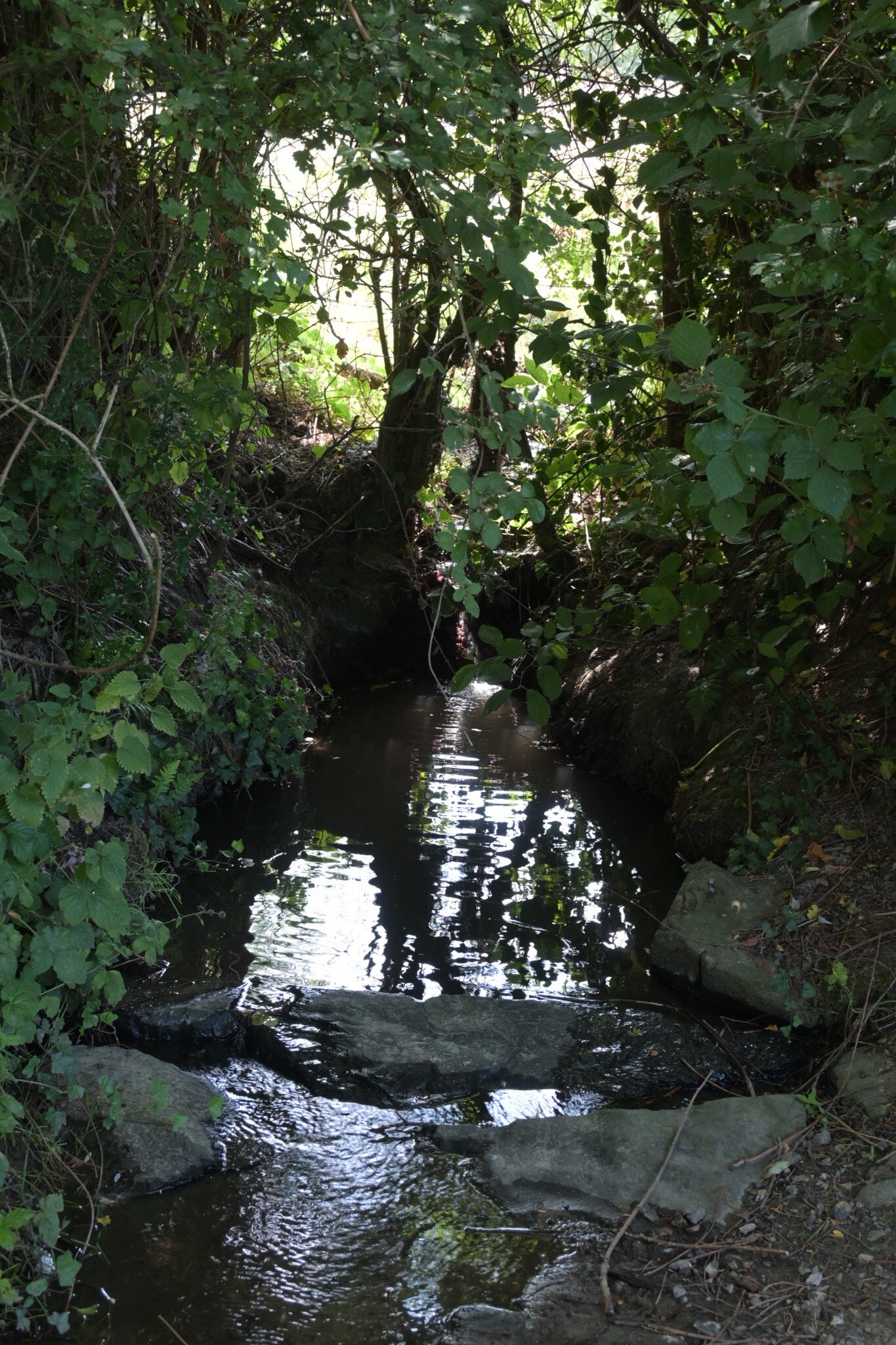 Vaals