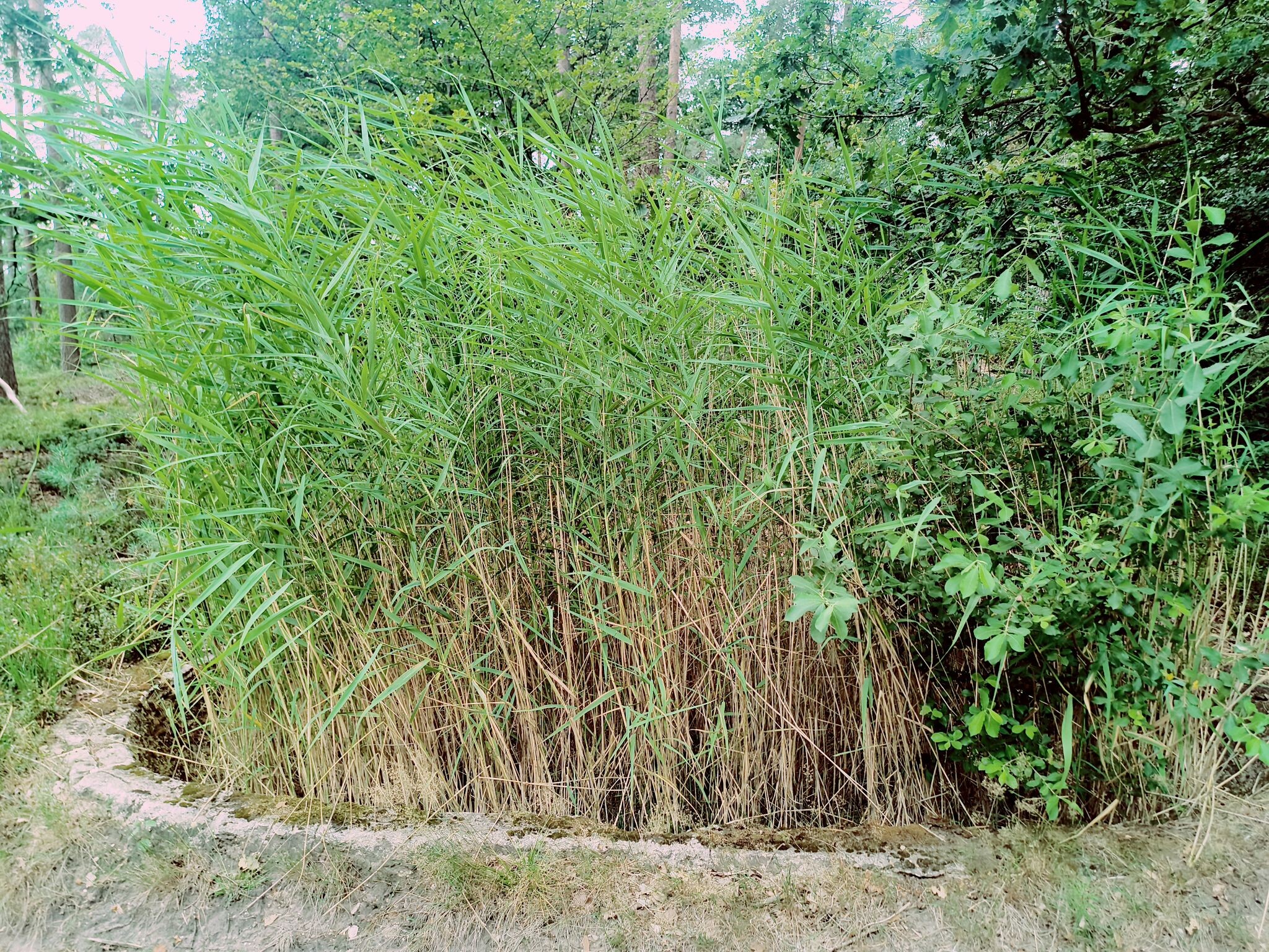 Vierhouten