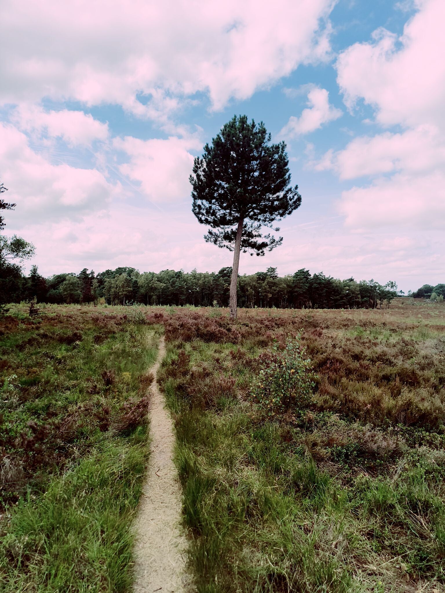 Vierhouten