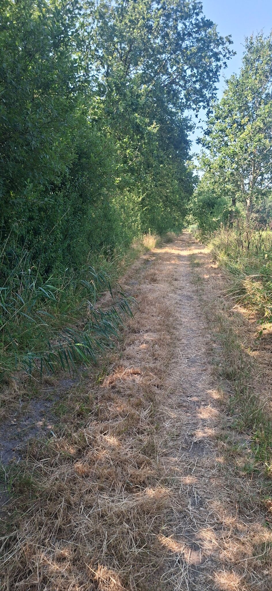 Rhenen