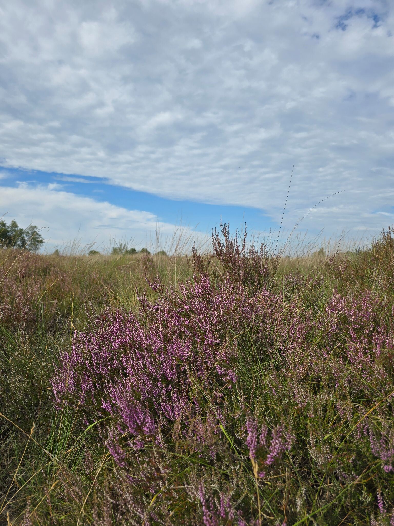Midden-Drenthe Wandelen