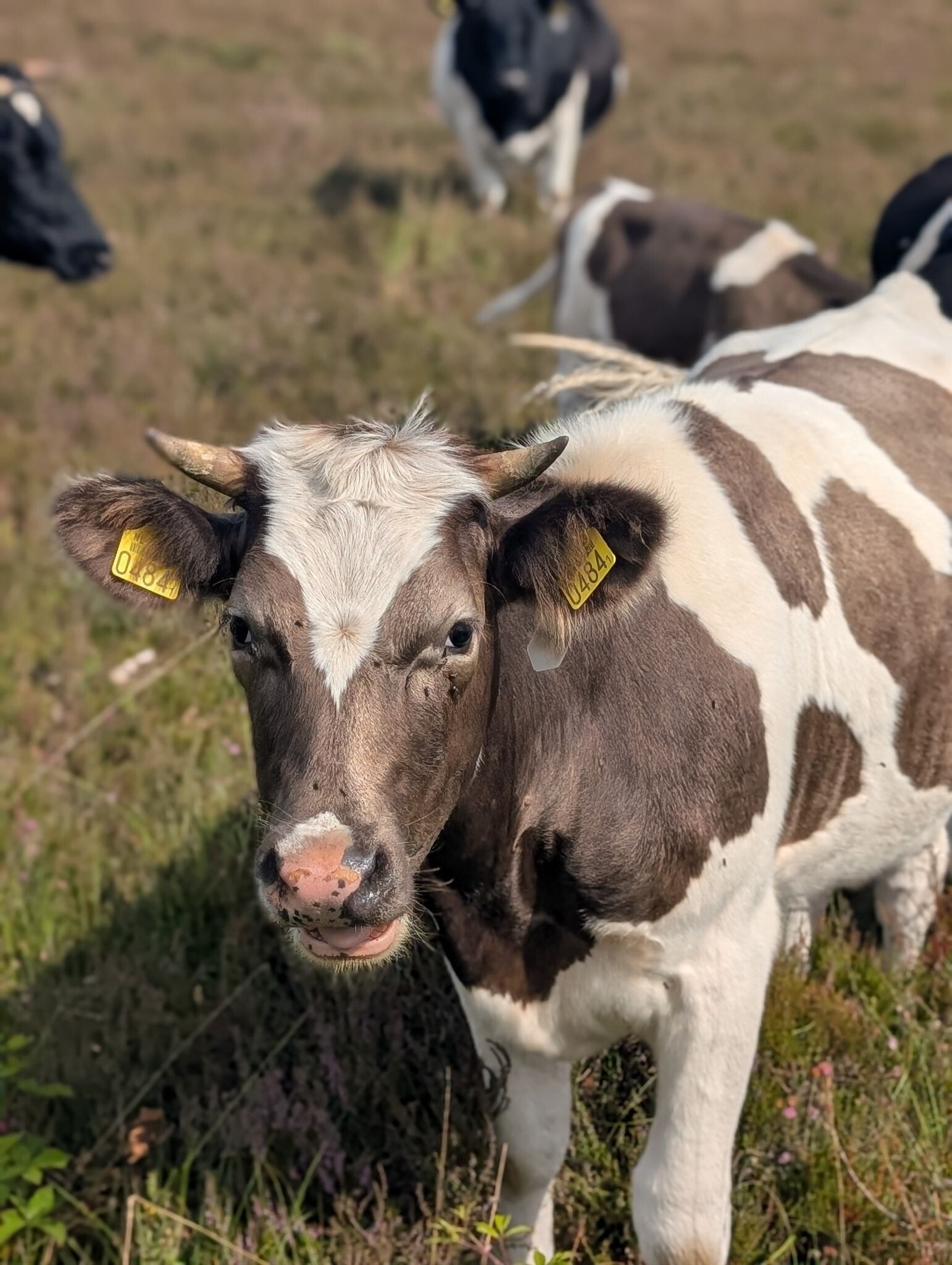 Rondje Mantingerveld Midden-drenthe
