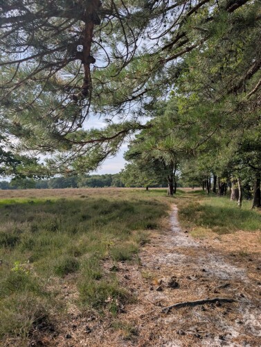 Rondje Mantingerveld Midden-drenthe
