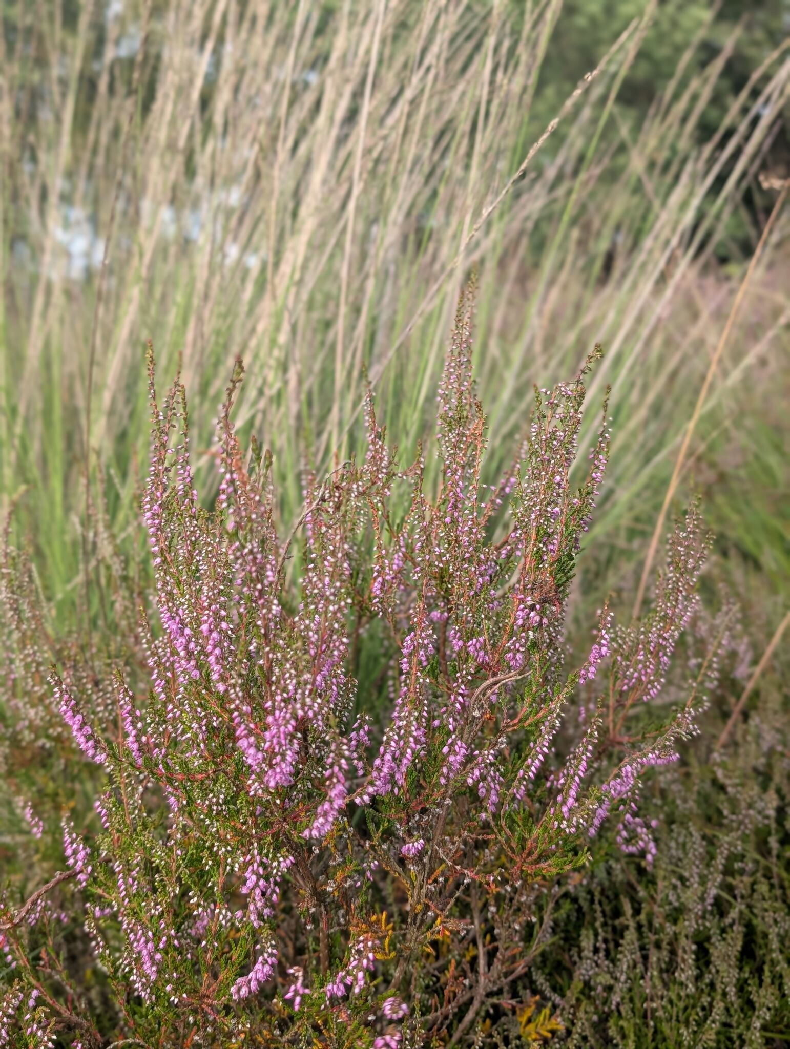Rondje Mantingerveld Midden-drenthe