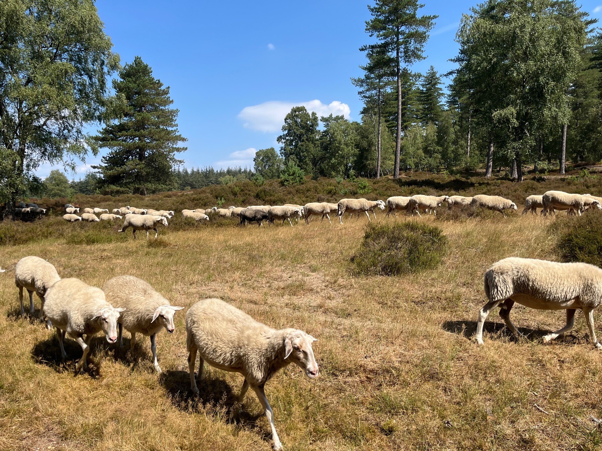 Loenen - Dieren · Veluwe Zwerfpad etappe 16