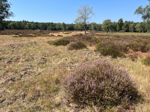Loenen - Dieren · Veluwe Zwerfpad etappe 16