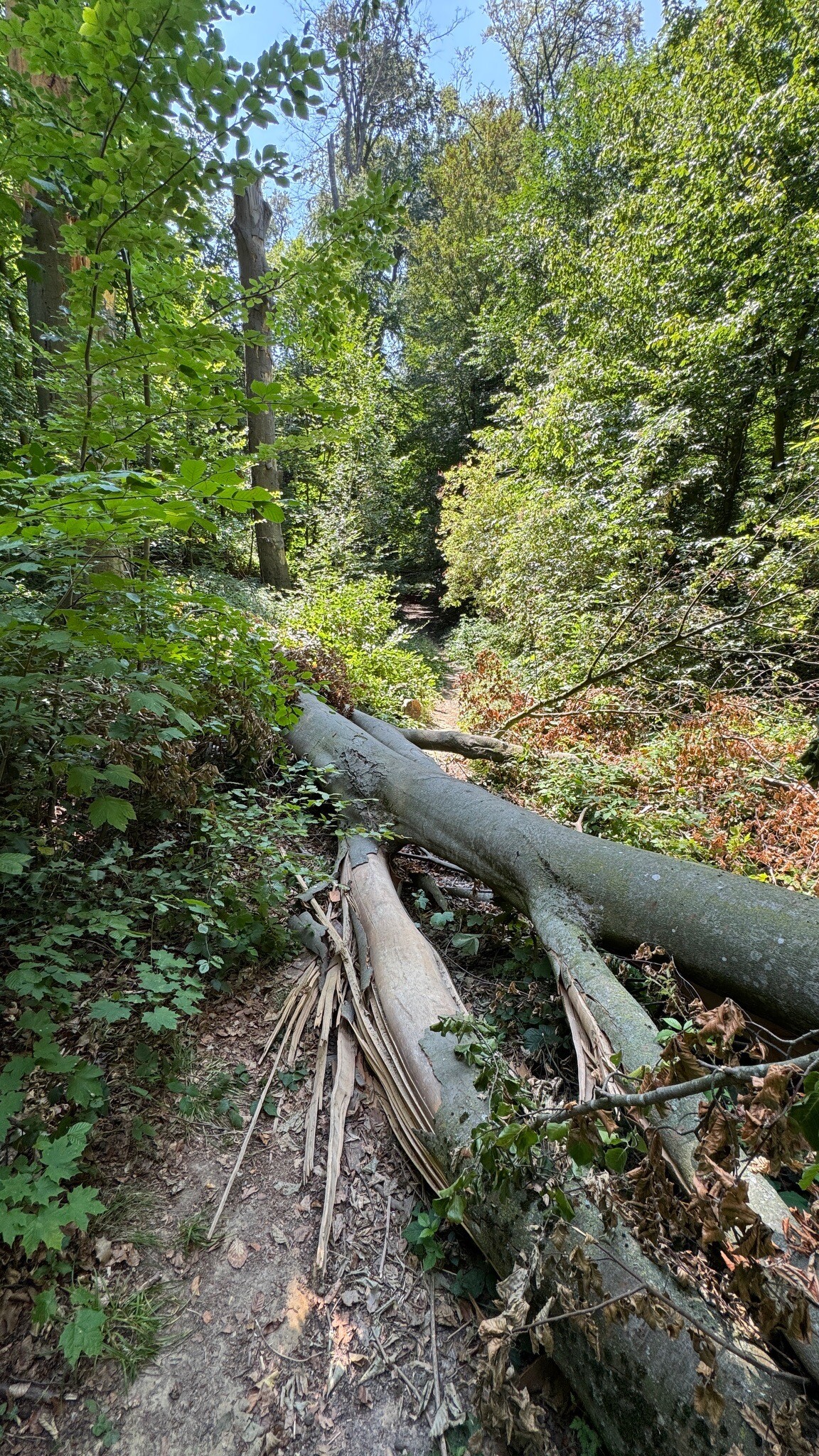 Wandelroute Imstenraderbos, bij Heerlen (geel)
