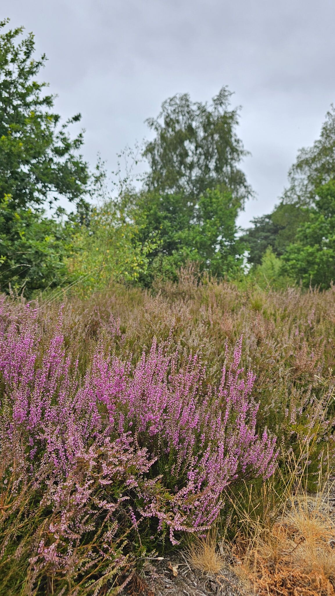 Ootmarsum naar Denekamp - "Rinkeldedinkel" · NederRandpad etappe 10