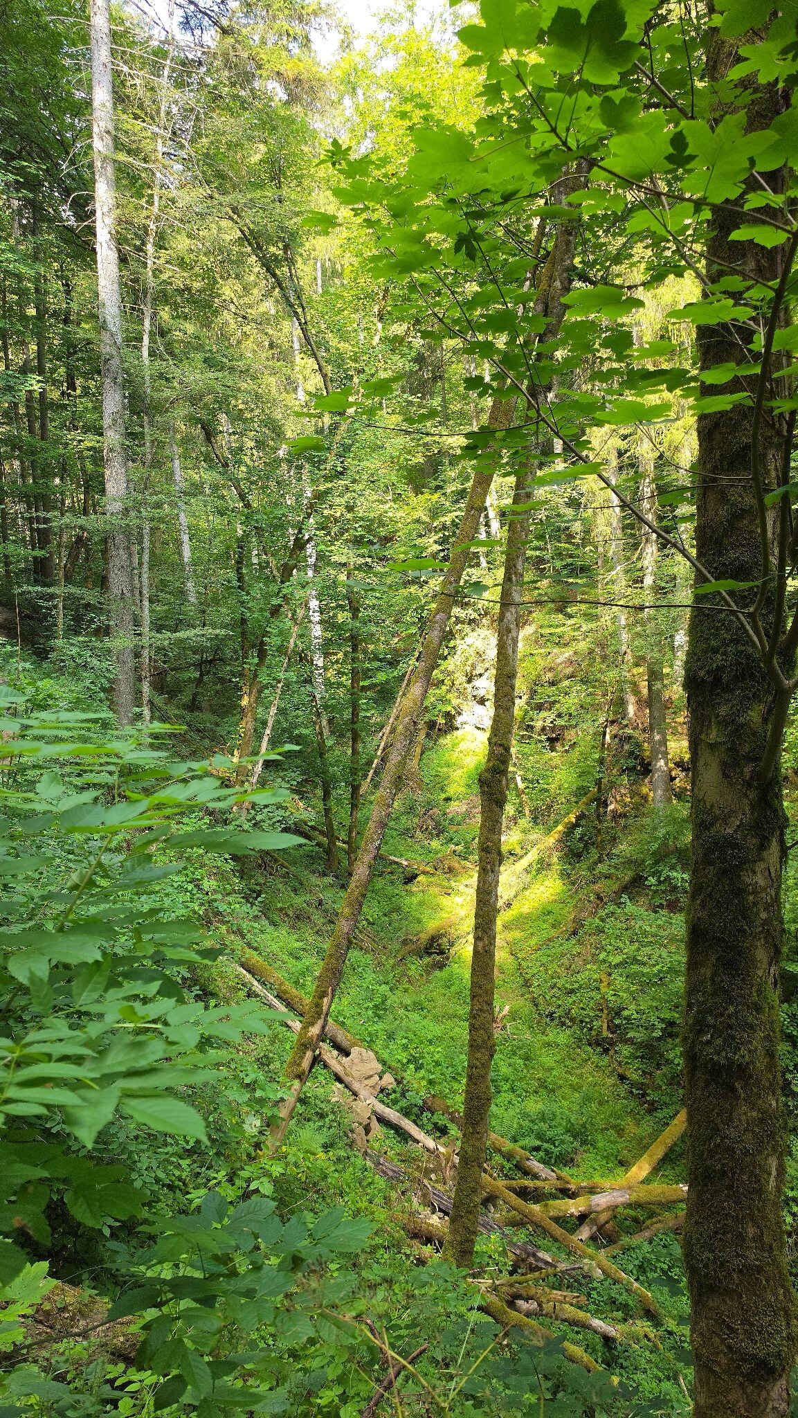 WandelWeb route-  3 Schluchten-tour (verkort)
