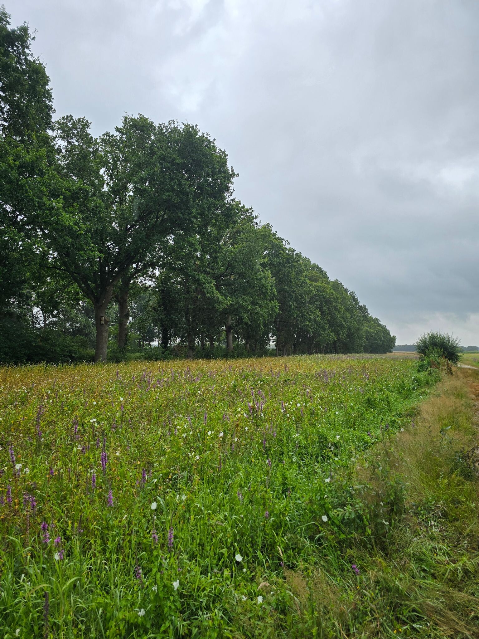 Zwerfroute Kloosterveld