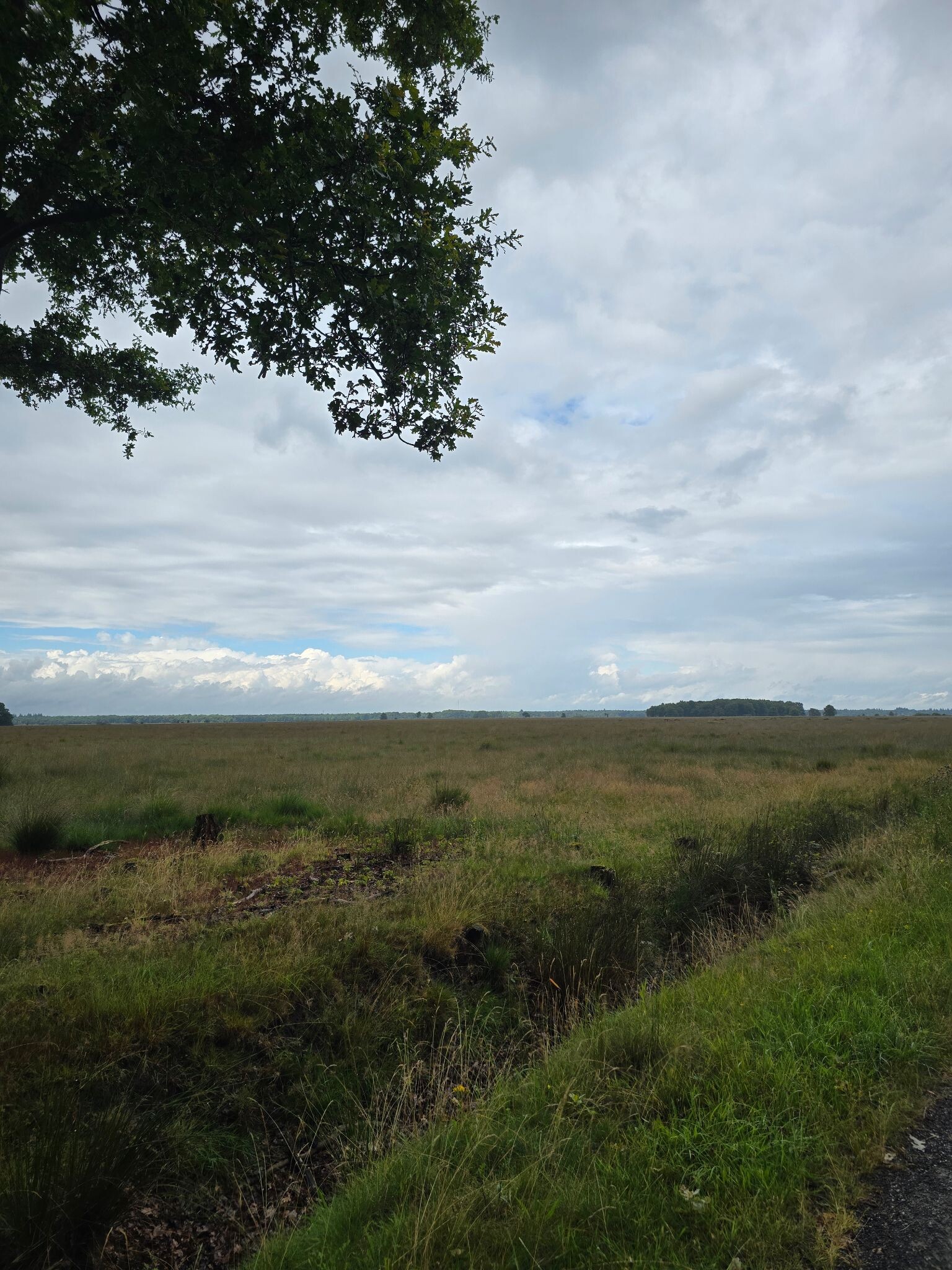 Dwingelderveld