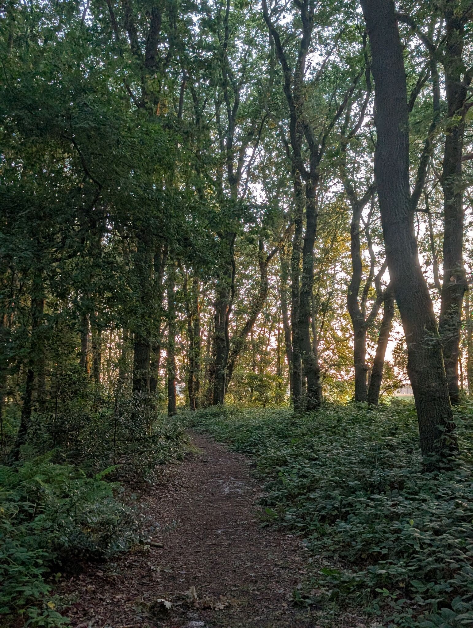Mantingerzand