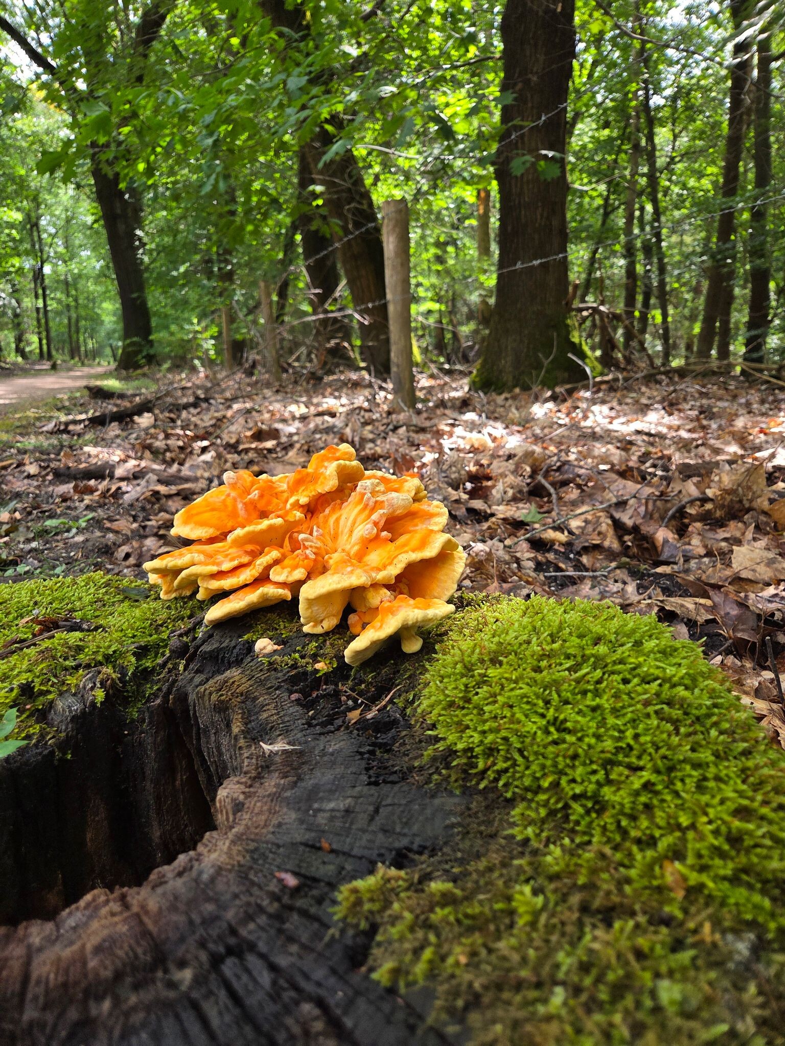 Wandelroute Verscholen dorp 
